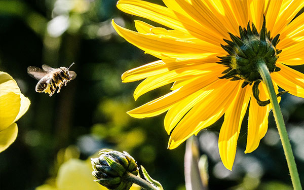 Bienen